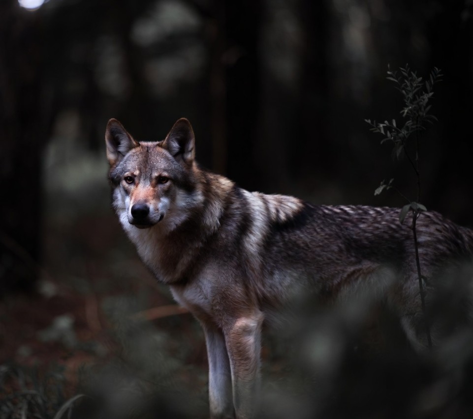 Lobo Solitario