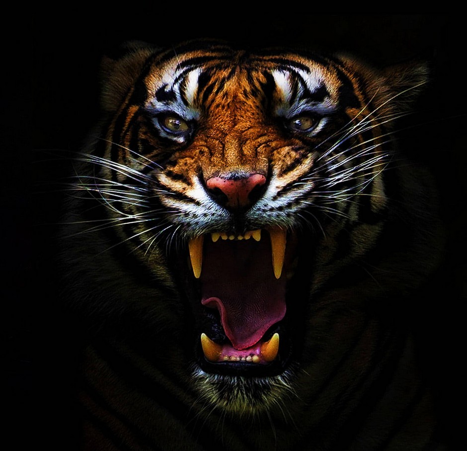 Tigre Impulsivo